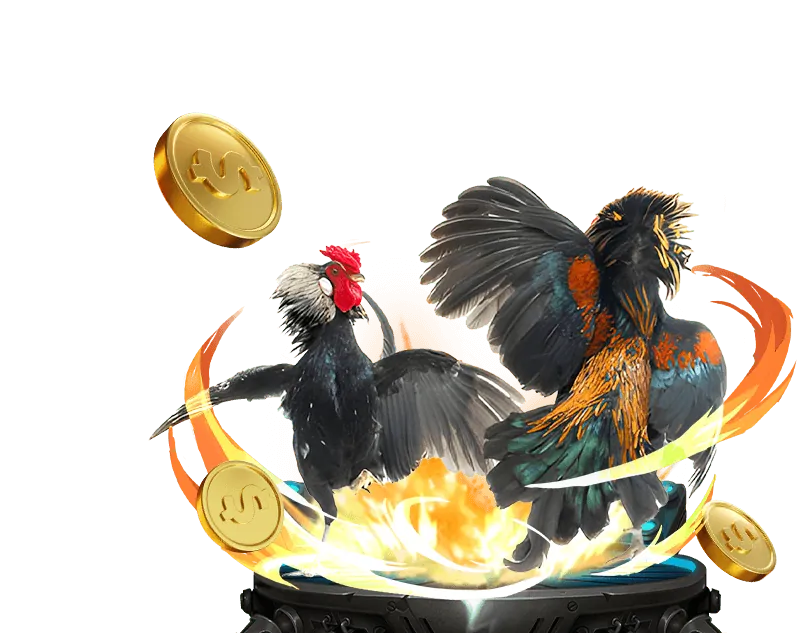 Chuyên gia Win55 chia sẻ chiến lược cá cược đá gà